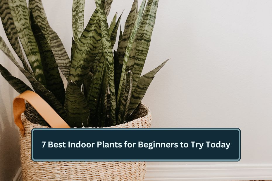 7 Best Indoor Plants for Beginners to Try Today