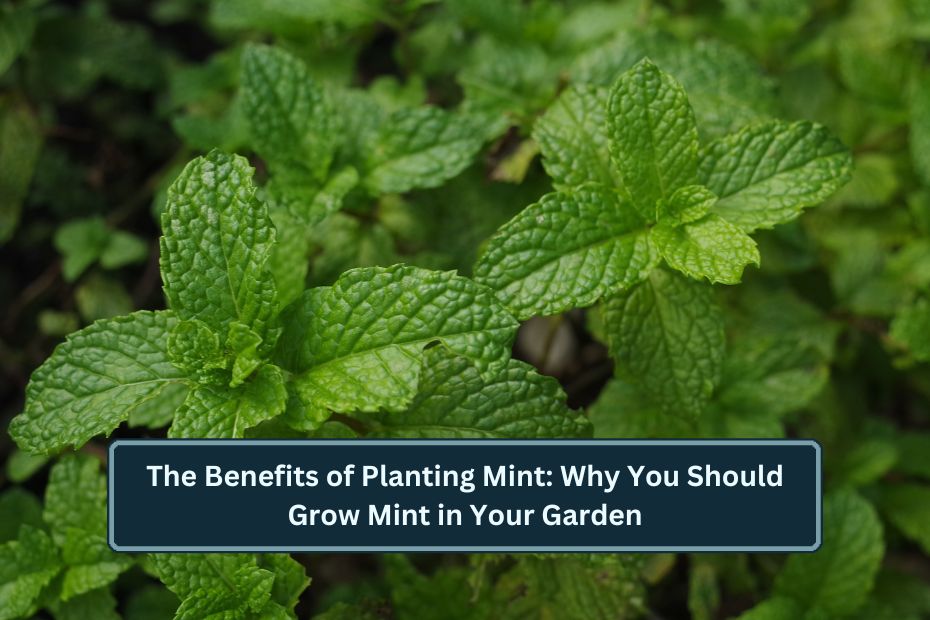 Benefits of Planting Mint