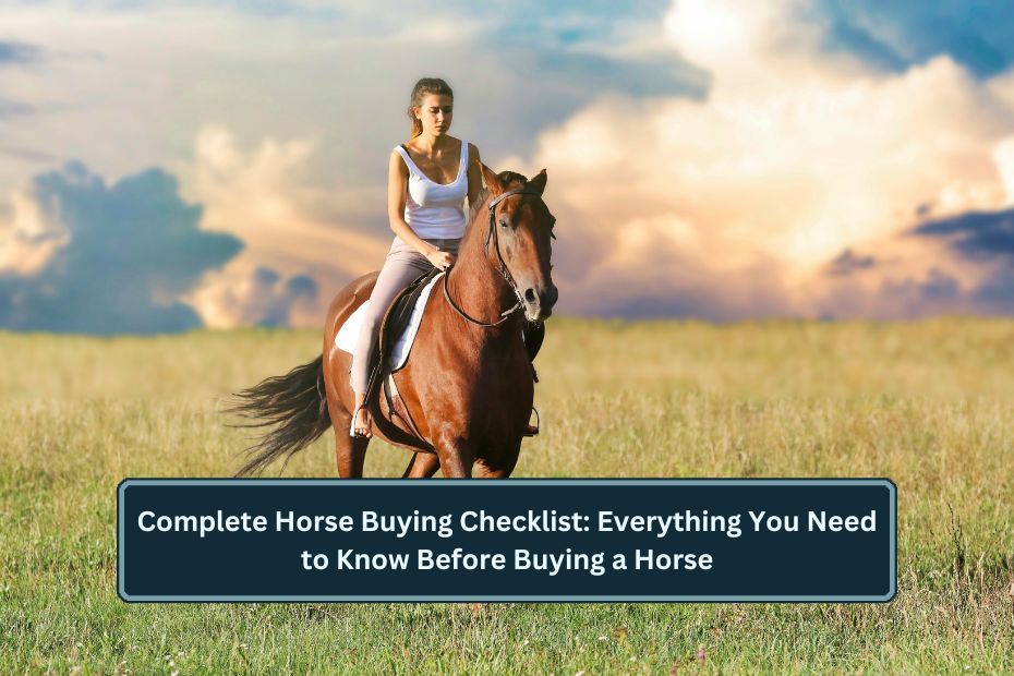 Buying a Horse