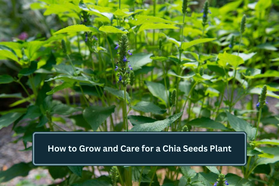 Chia Seeds Plant