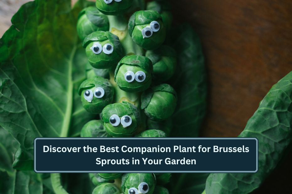 Companion Plant for Brussels Sprouts