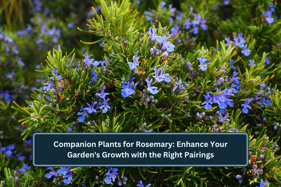 Companion Plants for Rosemary