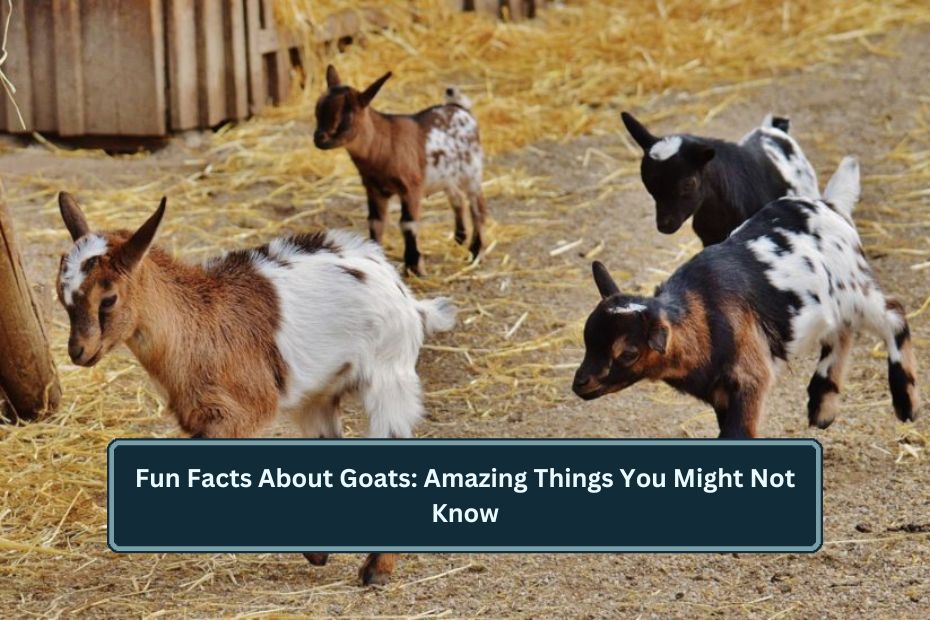 Fun Facts About Goats