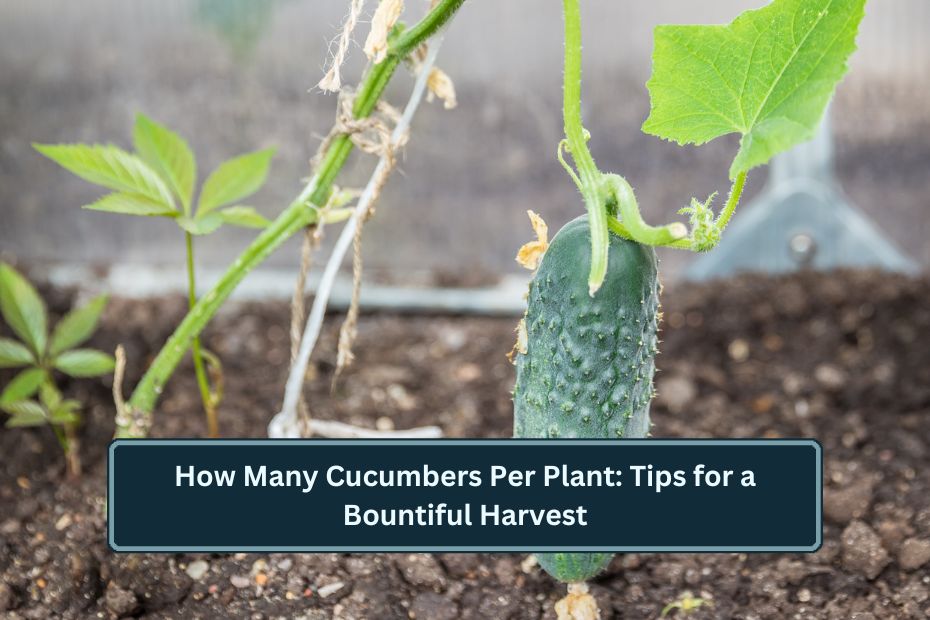 How Many Cucumbers Per Plant