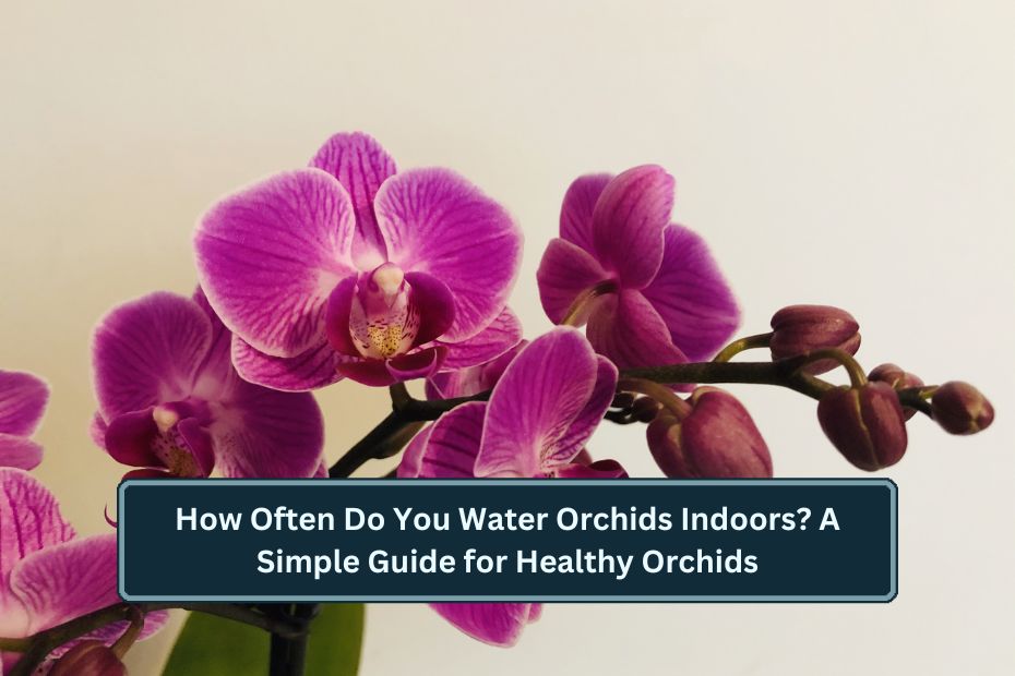 How Often Do You Water Orchids Indoors