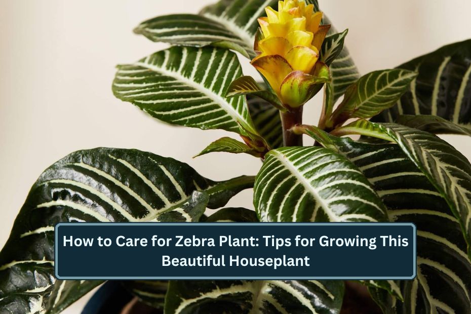 How to Care for Zebra Plant