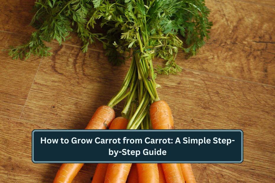 How to Grow Carrot from Carrot