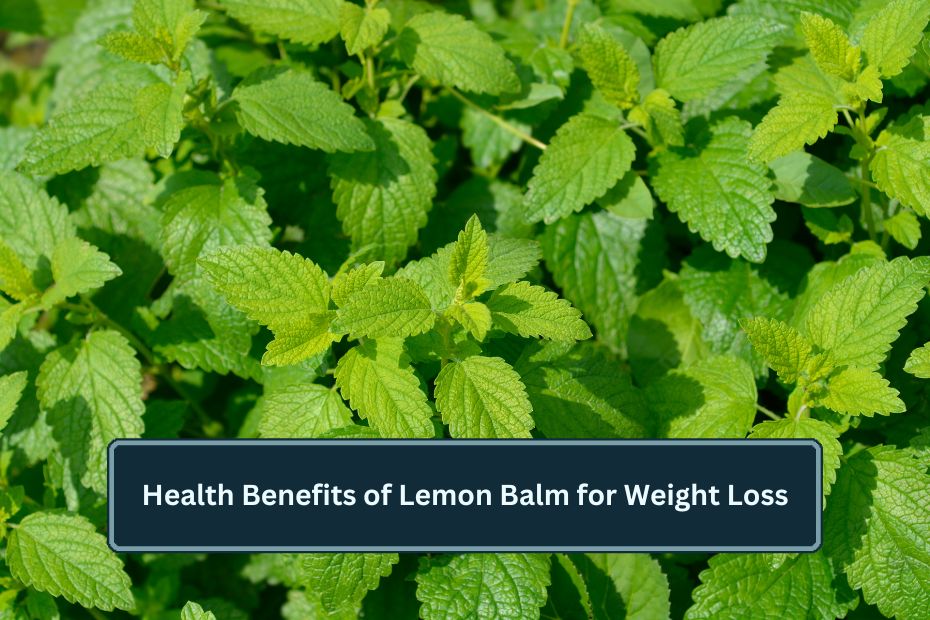 Lemon Balm for Weight Loss