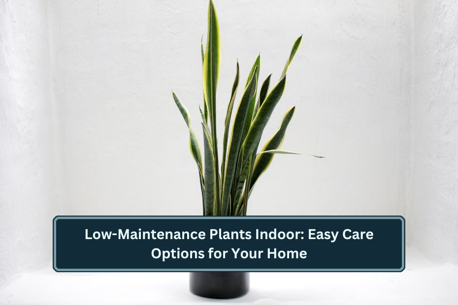 Low-Maintenance Plants Indoor