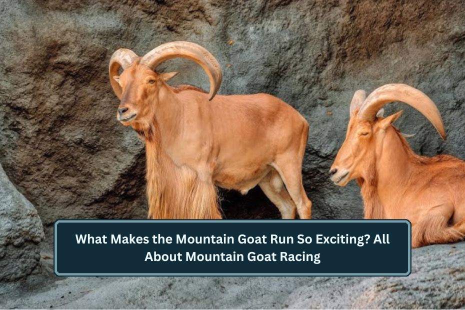 Mountain Goat Run