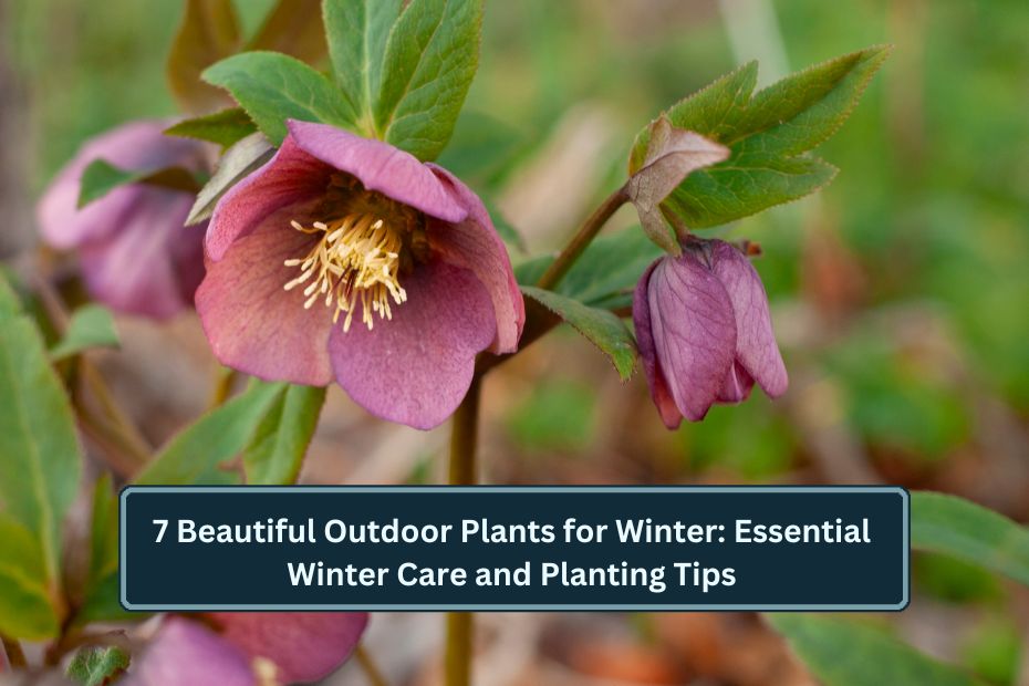 Outdoor Plants for Winter