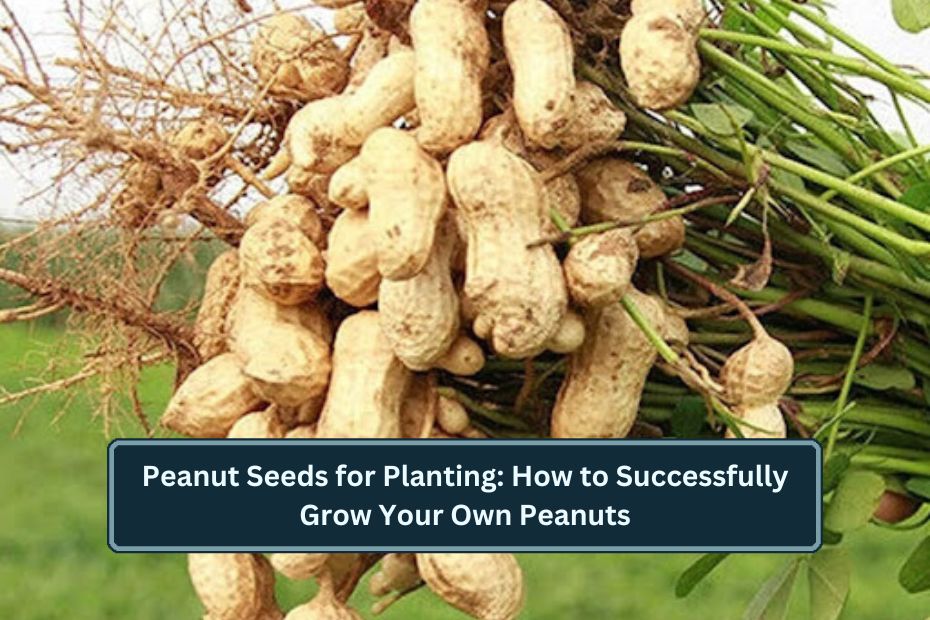 Peanut Seeds for Planting