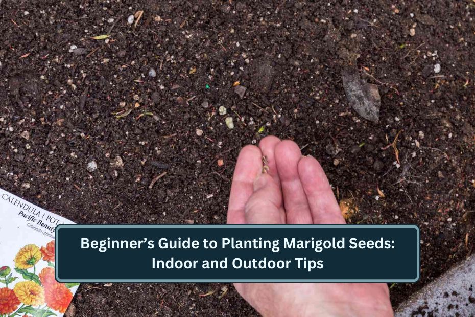 Planting Marigold Seeds