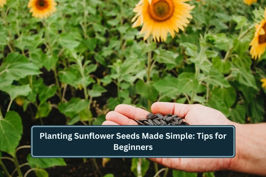 Planting Sunflower Seeds