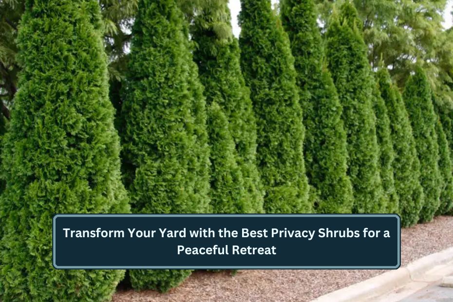 Privacy Shrubs