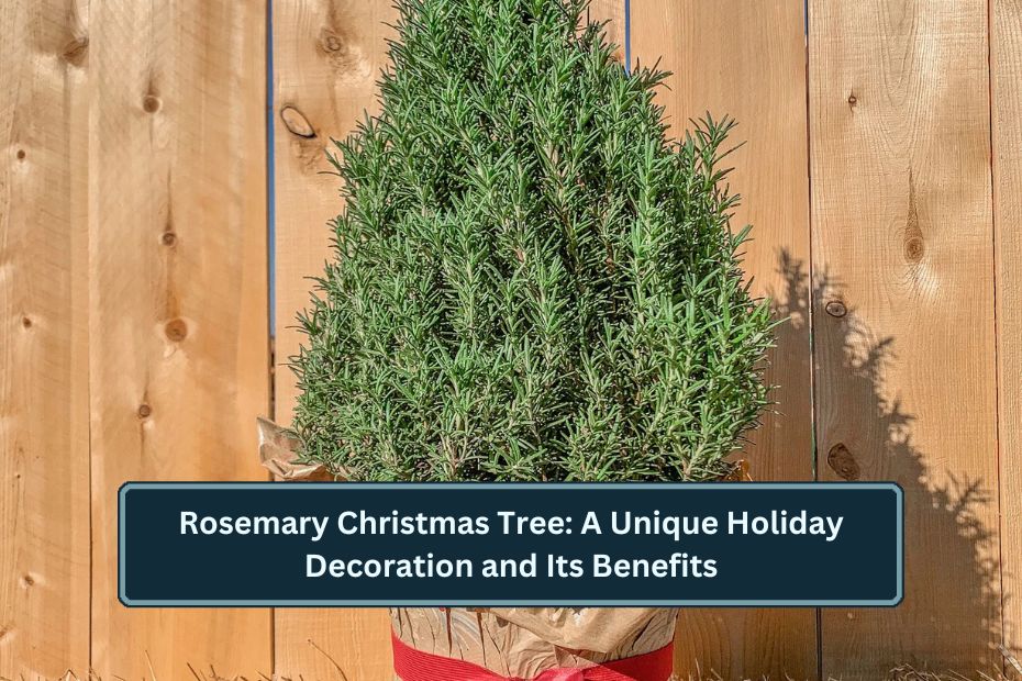 Rosemary Christmas Tree