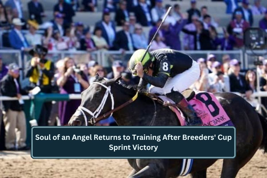 Soul of an Angel Returns to Training After Breeders' Cup Sprint Victory