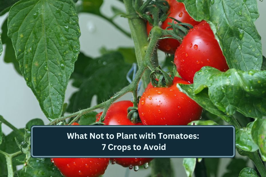 What Not to Plant with Tomatoes