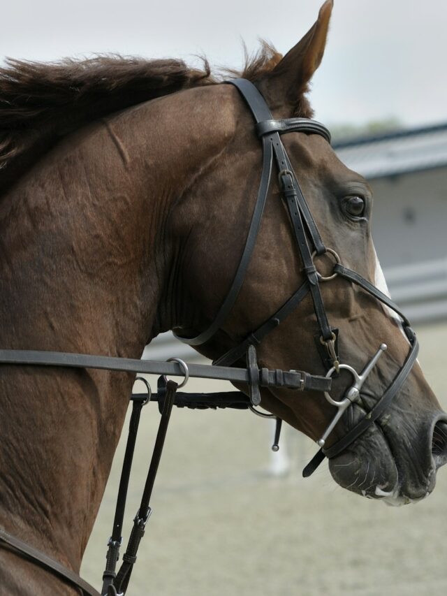 12 Facts About Friesian Horse Breed