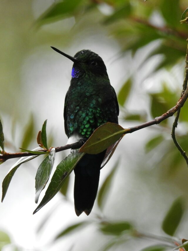 10 Nesting Plants to Attract & Support Thriving Hummingbirds