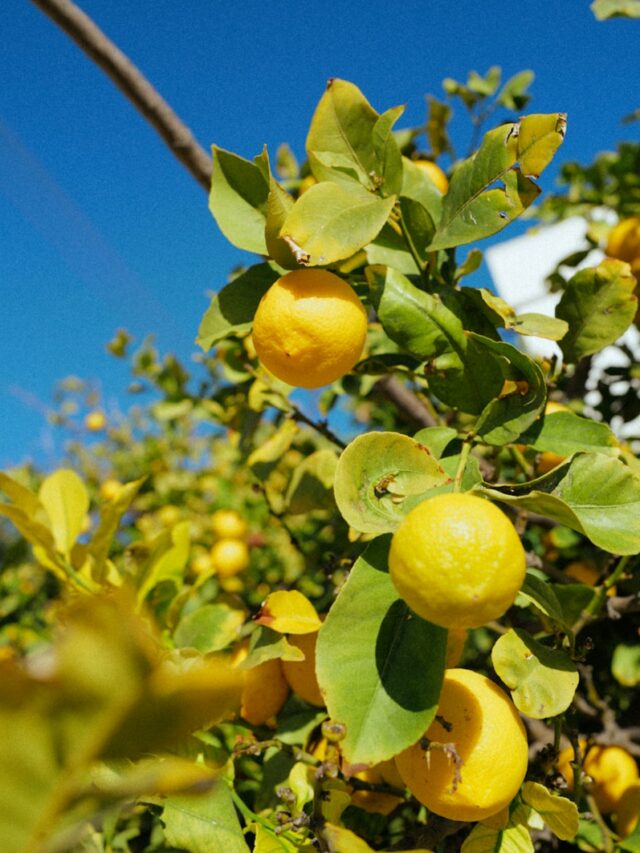 How to Prune a Lemon Tree So it Produces Fruit for Years to Come