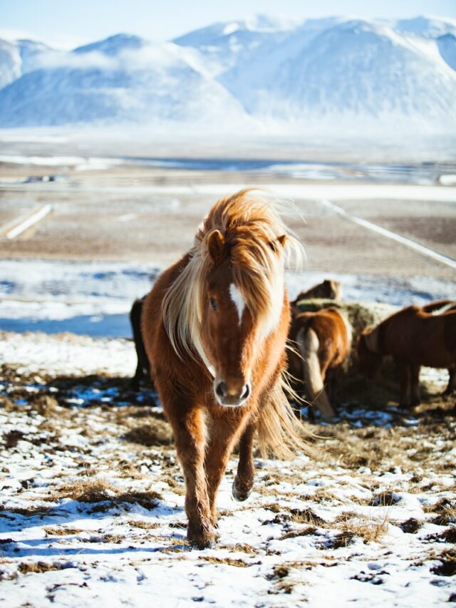 9 Beautiful and Rare Horse Colors And Coat Patterns