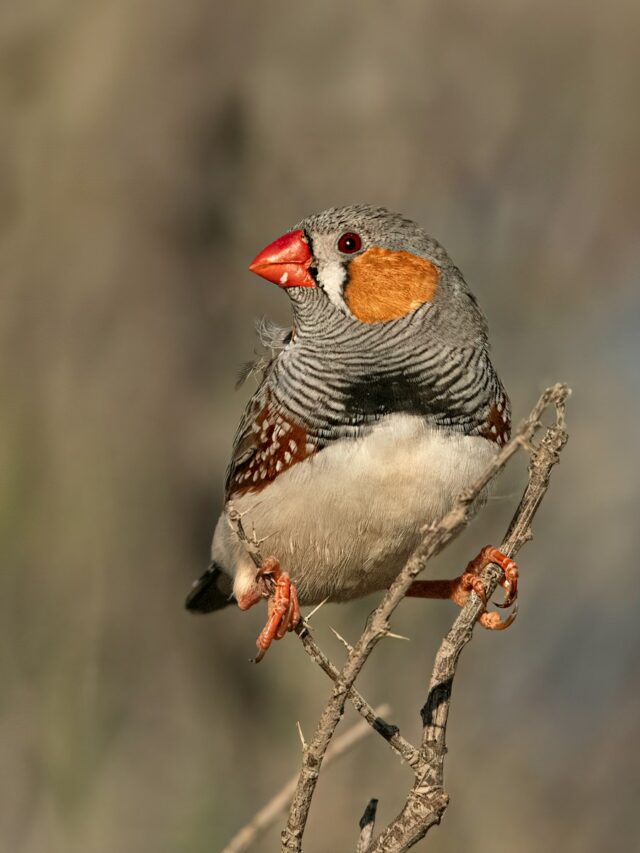 3 Pros and Cons of Owning a Zebra Finch as a Pet Bird