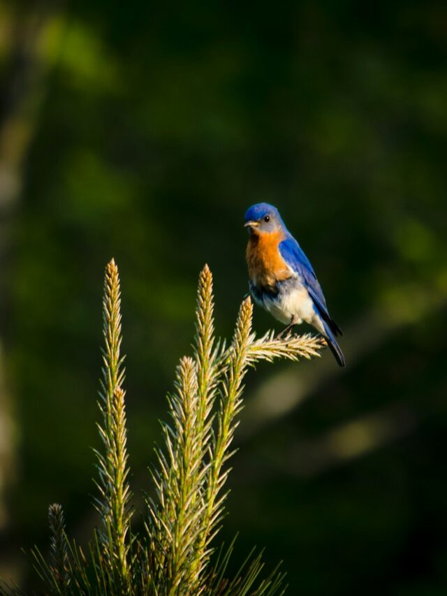 8 Stunning Plants That Will Attract Bluebirds To Your Garden In No Time