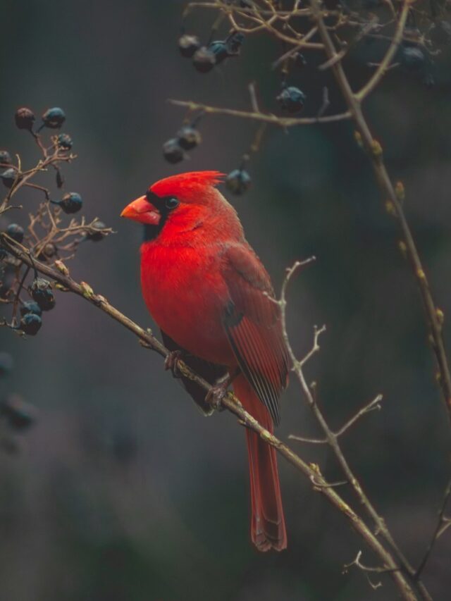 Cardinals Have a Special Meaning. Here's What Experts Say About Their Symbolism