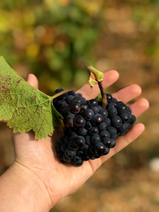 Keep Your Grapes Fresh for a Month Using This 5-Step Method