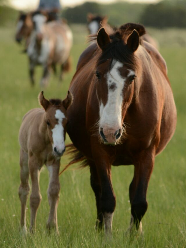 8 Most Popular Horse Breeds in the U.S.