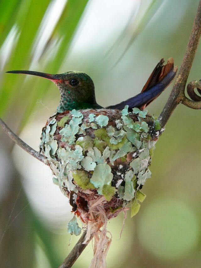 How To Build A Hummingbird Nest Box They Will Actually Use And Like