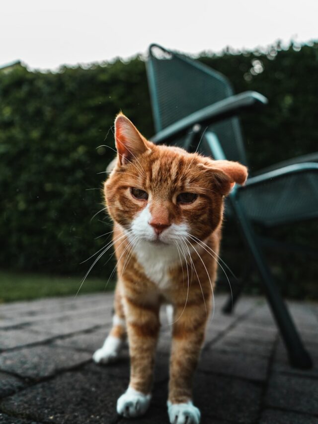 11 Beautiful Orange Cat Breeds You Should Bring Home