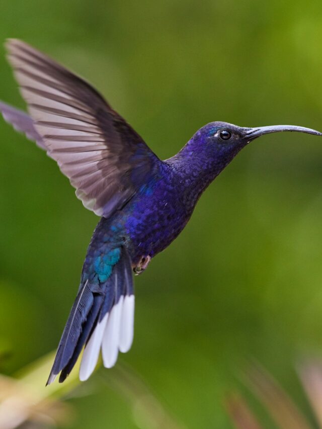 Here's Your Best Chance Of Spotting A Broad-Tailed Hummingbird