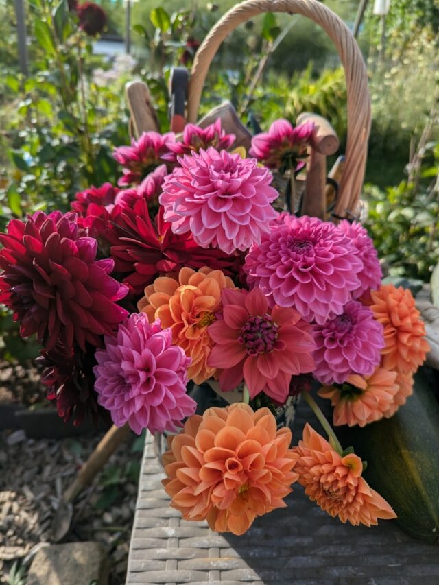 Top 10 Types of Dahlias to Grow