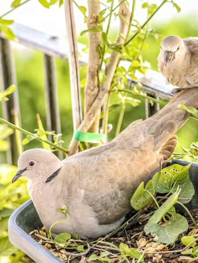 10 Best Plants for Attracting Birds, Bees and Butterflies to Your Yard