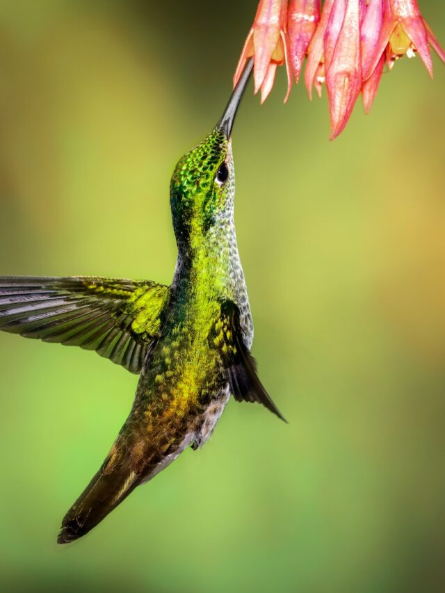 What Plants Attract Hummingbirds the Most? Trumpet Vines and Cardinal Flowers Top the List