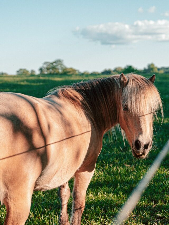 American horse breeds and where to see them in the wild