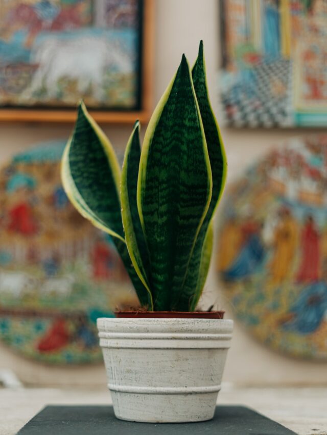 11 Hidden Snake Plant Care Hacks Every Plant Parent Should Know