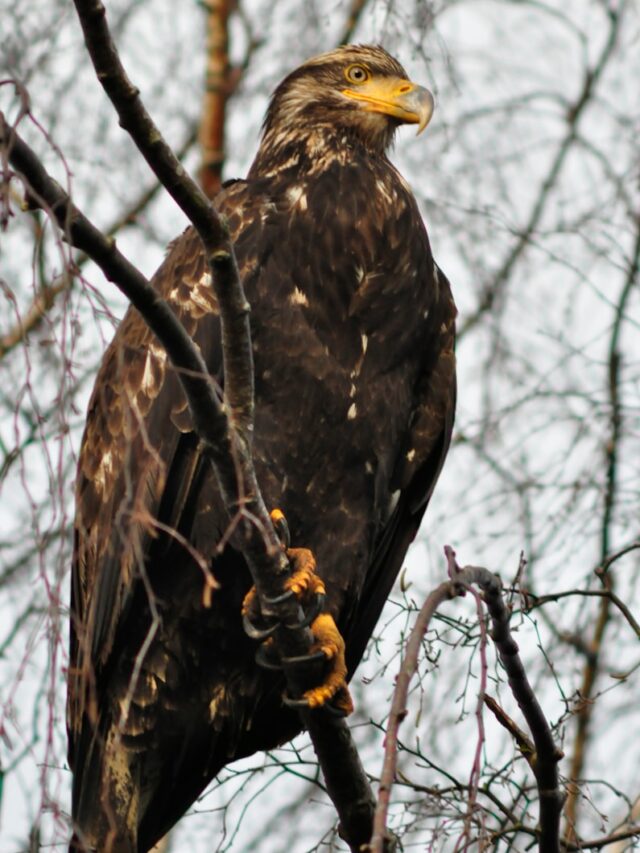 The Highest Flying Birds Across North America