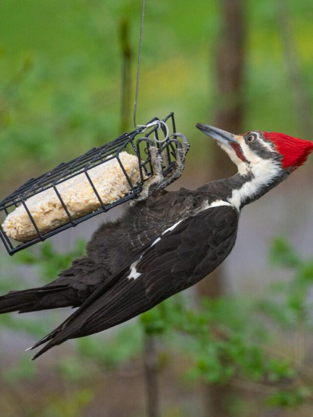 8 Common Questions About Suet for Birds