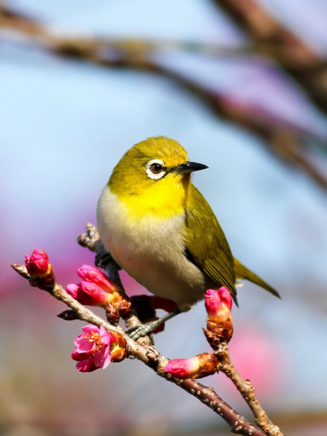 Keep Birds Visiting Your Yard During Winter With A Roosting Box