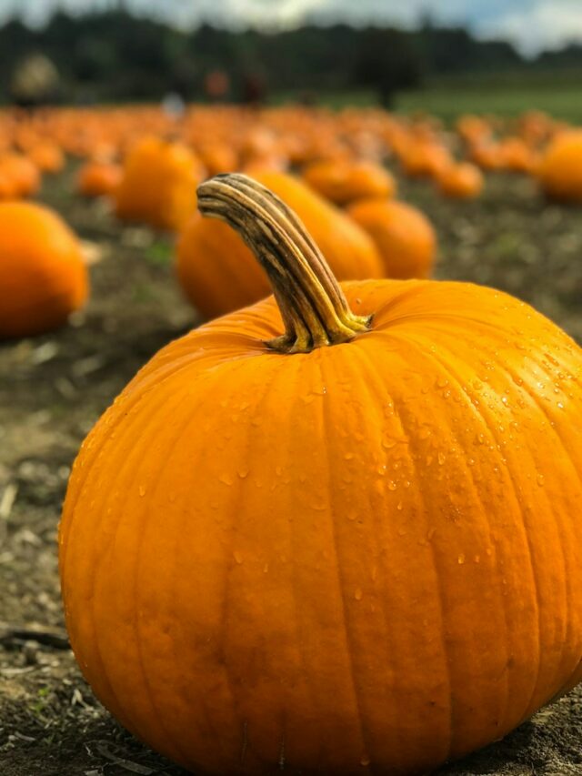 Is A Pumpkin A Fruit Or A Vegetable?