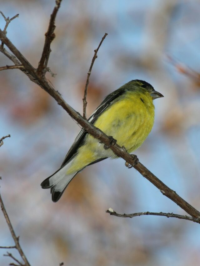 Where Do Goldfinches Nest?