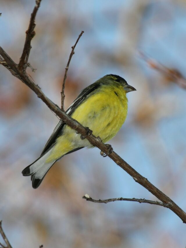 13 Plants That Will Have Goldfinches Flocking To Your Yard In No Time