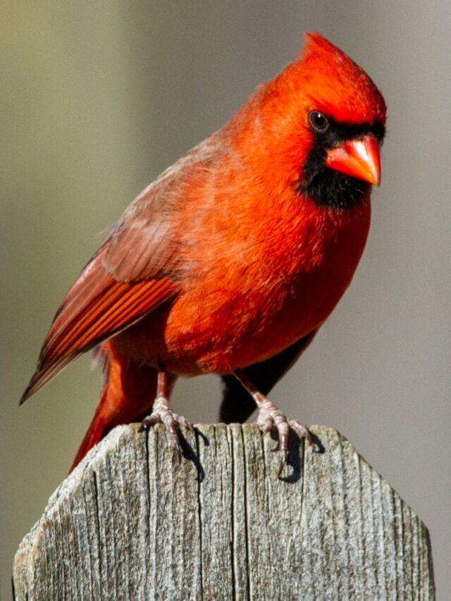 12 Fiery Red Birds You Might Be Seeing Around Your Yard & Garden