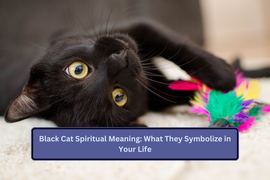 Black Cat Spiritual Meaning: What They Symbolize in Your Life