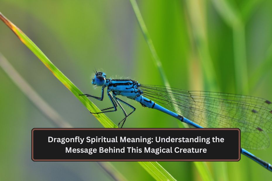 Dragonfly Spiritual Meaning