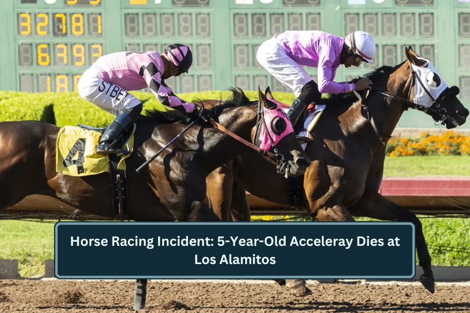 Horse Racing Incident: 5-Year-Old Acceleray Dies at Los Alamitos