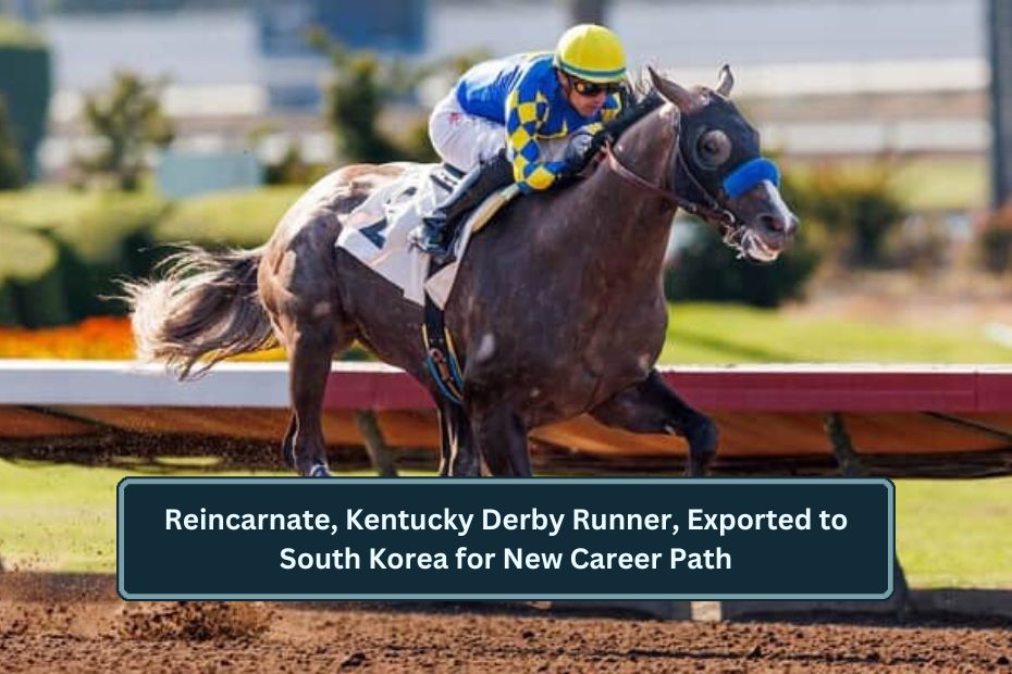 Reincarnate, Kentucky Derby Runner, Exported to South Korea for New Career Path